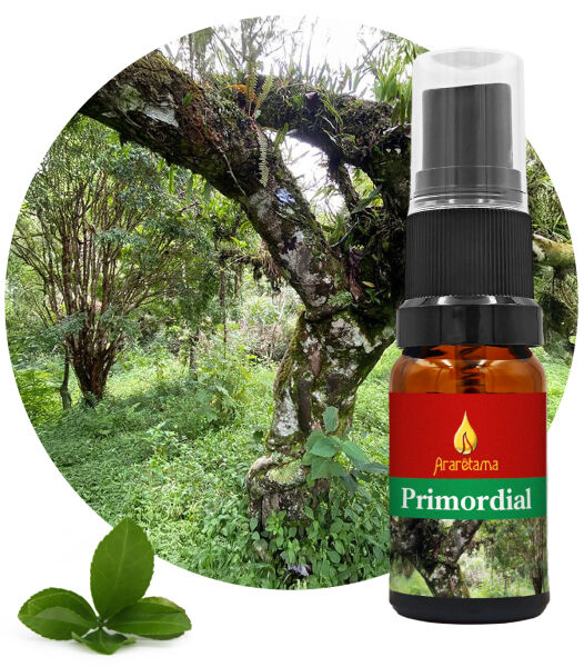 55. Primordial 10 ml Ararêtama Rainforest Essences