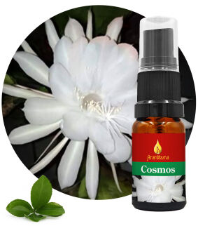 41. Cosmos 10 ml Ararêtama Rainforest Essences