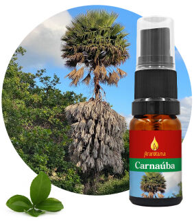 40. Carnaúba 10 ml Ararêtama Rainforest Essences