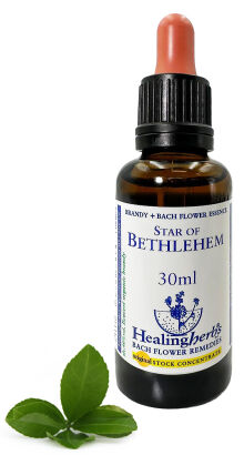 29. STAR OF BETHLEHEM / Gwiazda Betlejemska / Śniedek baldaszkowaty 10/30 ml HealingHerbs