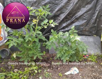 Oscylator wielofalowy do Plazmoterapii - Multiwave Oscillator -  220/240 Biały - 5