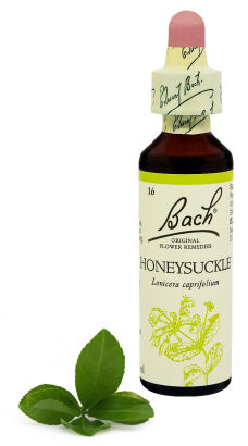 16. HONEYSUCKLE / Wiciokrzew przewiercień 20 ml Nelson Bach Original Flower Remedies