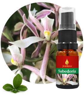 64. Wisdom Sabedoria 10 ml Ararêtama Rainforest Essences