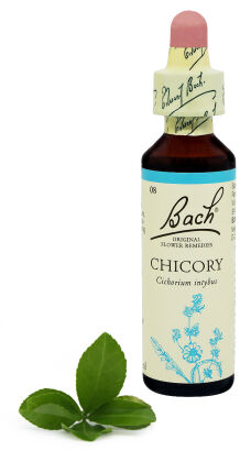 08. CHICORY / Cykoria podróżnik 20 ml Nelson Bach Original Flower Remedies