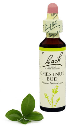 07. CHESTNUT BUD / Pąk kasztanowca 20 ml Nelson Bach Original Flower Remedies
