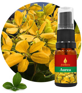 37. Aurea 10 ml Ararêtama Rainforest Essences