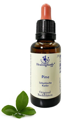 24. PINE / Sosna 10/30 ml HealingHerbs