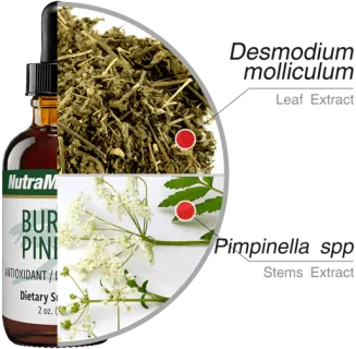 Burbur-Pinella Nutramedix 60ml - 2