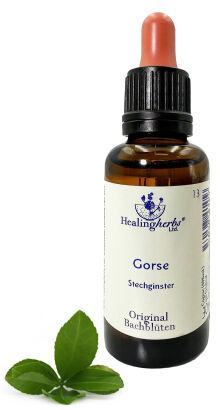13. GORSE / Kolcolist Zachodni 10/30 ml HealingHerbs