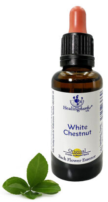 35. WHITE CHESTNUT / Kasztanowiec zwyczajny 10/30 ml HealingHerbs