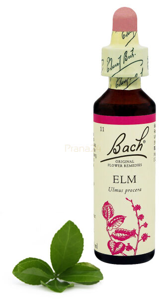 11. ELM / Wiąz angielski 20 ml Nelson Bach Original Flower Remedies