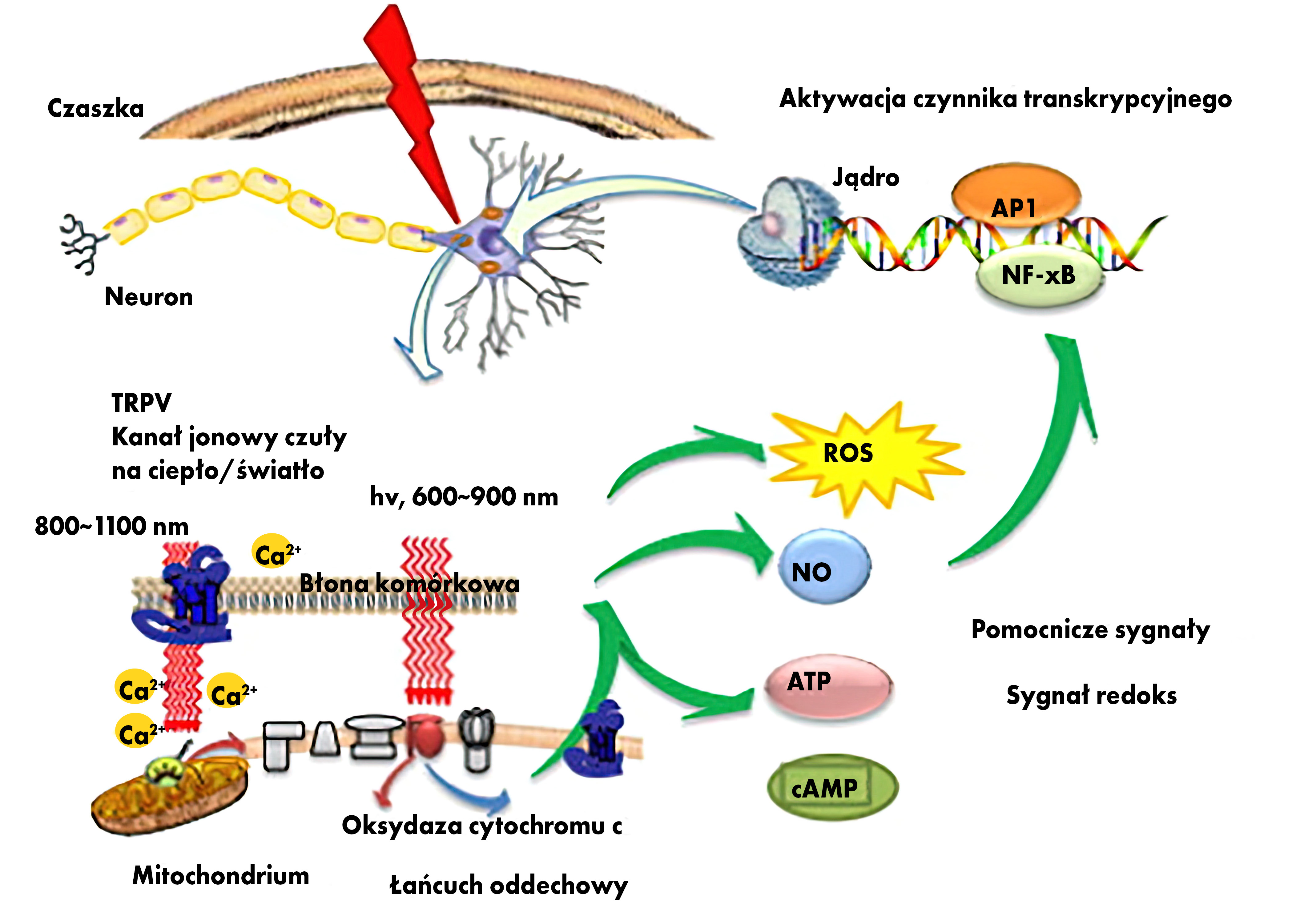 Działanie fotobiomodulacji